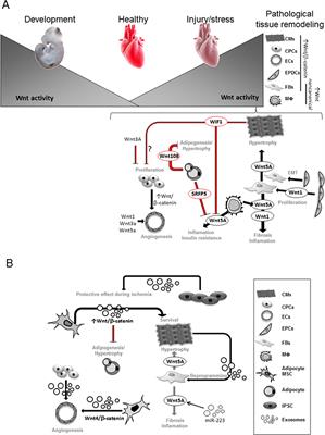 The Mingle-Mangle of Wnt Signaling and Extracellular Vesicles: Functional Implications for Heart Research